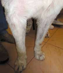 Вид собаки при первичном осмотре – алопеции, эритема, гиперпигментация области грудной клетки и грудных конечностей