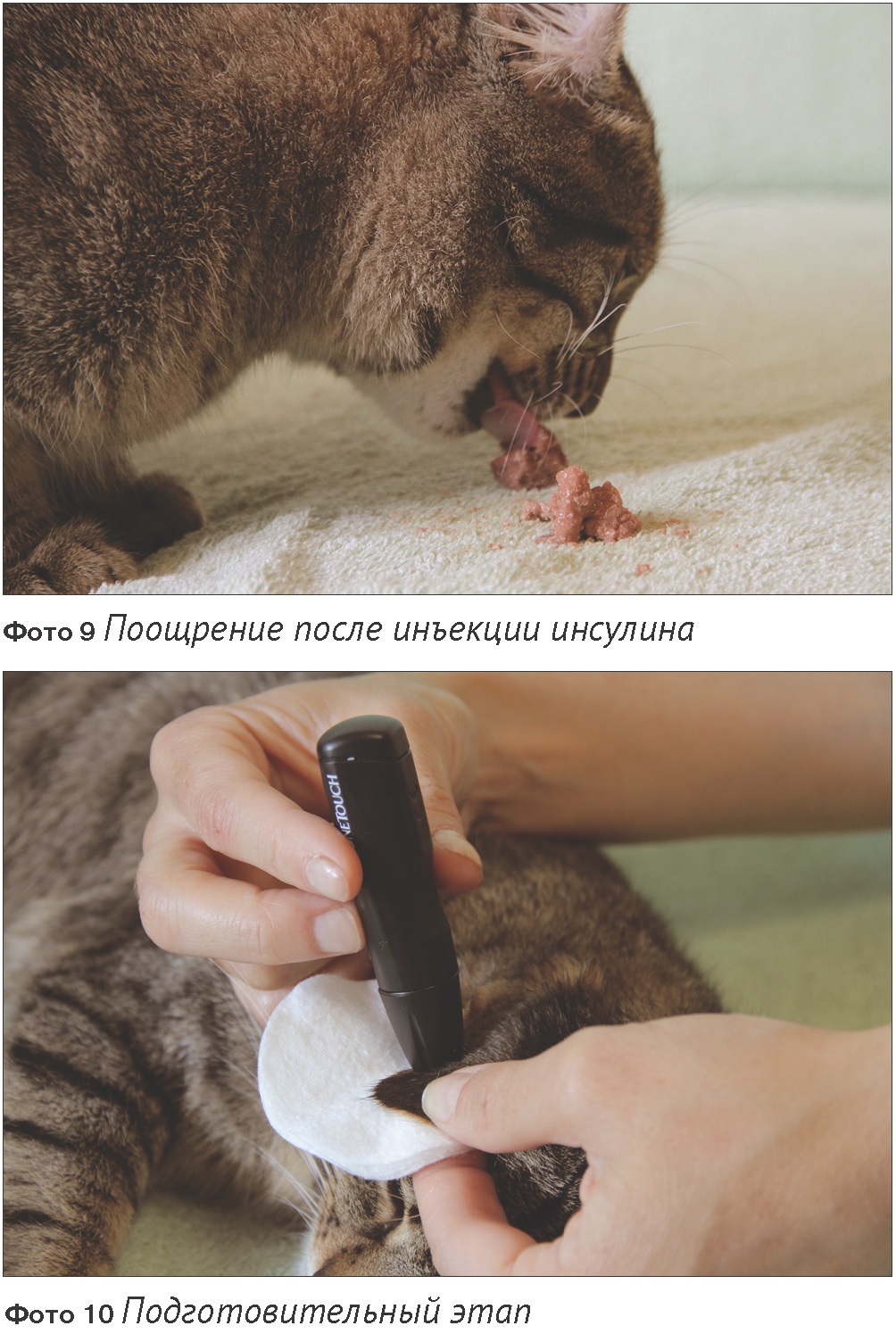 Кошка с диабетом без инсулина