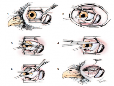 Удаление глазного яблока птицам /Eyeball removal for birds