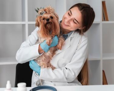 AAHA обновляет рекомендации по обезболиванию у собак и кошек
