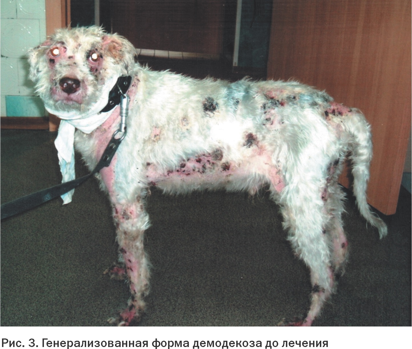 Восстановление иммунитета после демодекоза у собаки