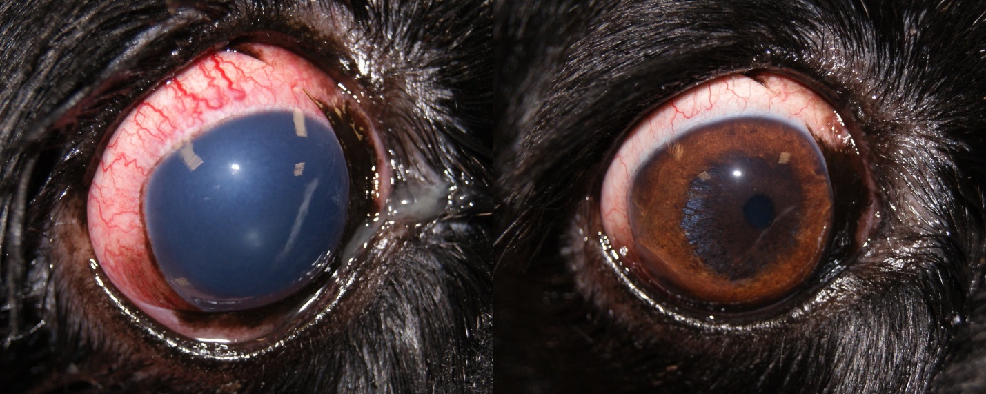 Рисунок 15. ПЗУГ у собаки породы кокер спаниель. Состояние глаза до лечения, ВГД – 73 мм рт.ст. (слева) и после лечения, ВГД – 11 мм рт.ст.  (справа).