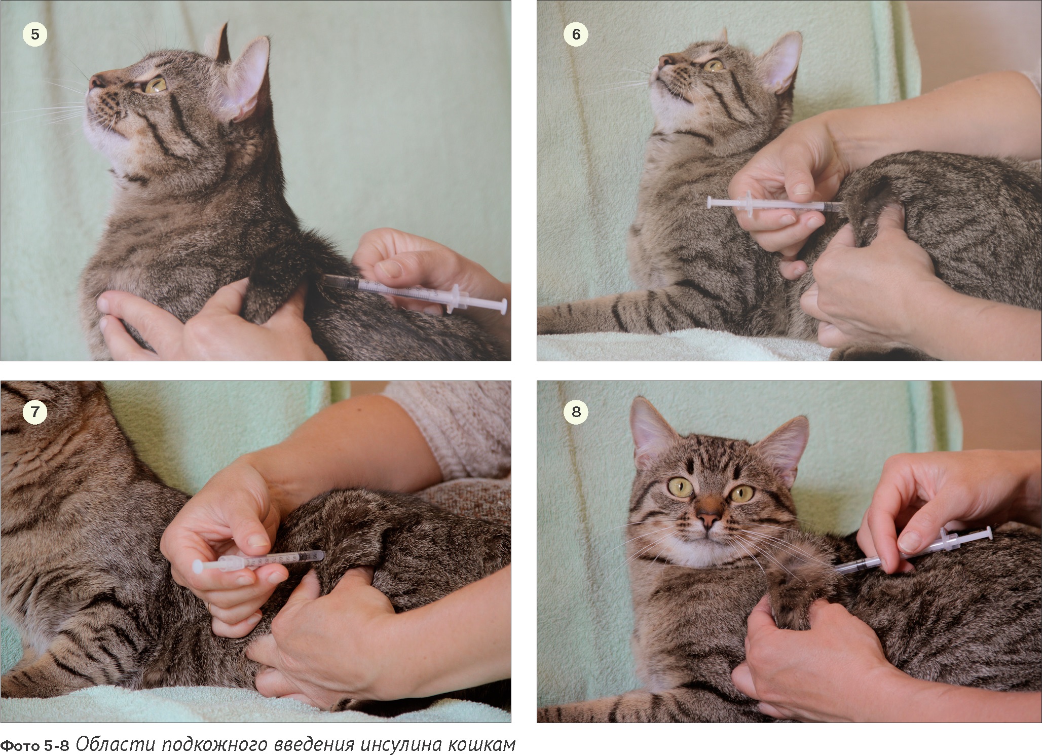 Лечение диабета у кошек лантусом