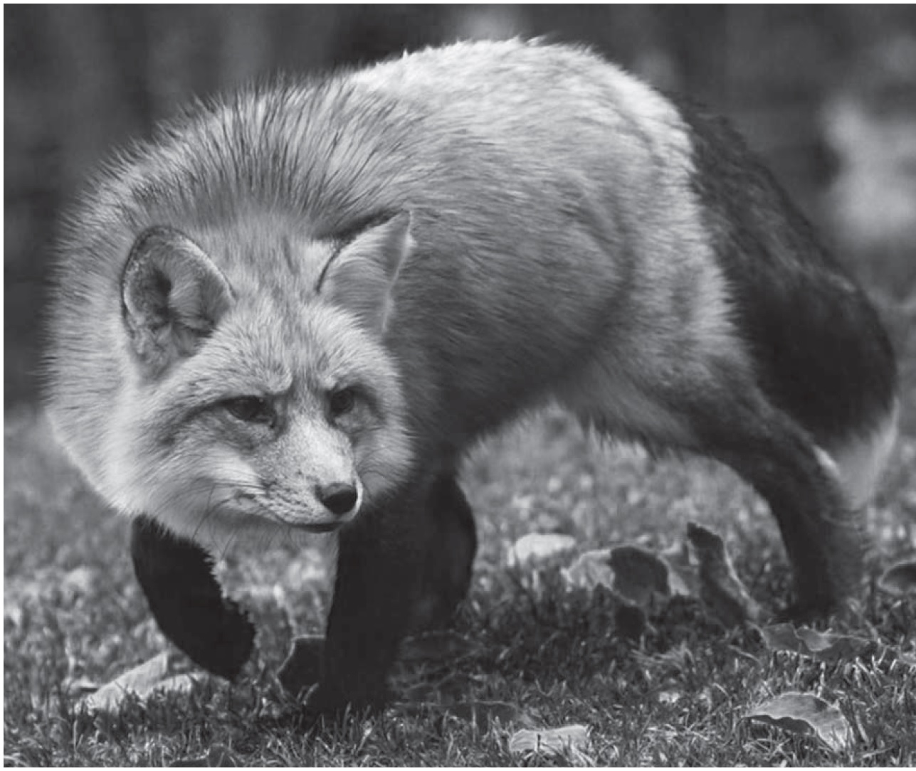 Бешенство диких животных. Дикие животные лиса. Опасные животные леса.