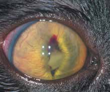 Облитерация зрачка (фибрин и кровь) с бомбажем радужки у кота