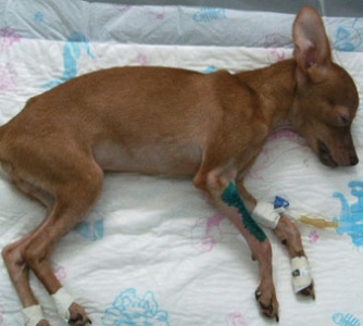Лечение переломов предплечья у собак карликовых пород методом накостного остеосинтеза