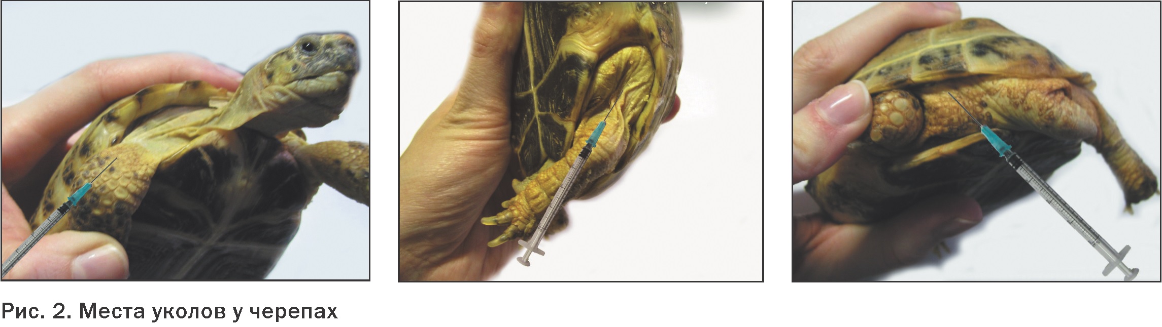 Как проявляется пневмония у красноухих черепах