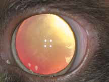 Кот с токсоплазмозом. На фото переднего отрезка двусторонний выраженный передний увеит с преципитатами на эндотелии роговицы (фото до и после мидриаза; левый глаз хуже). На фото глазного дна признаки левостороннего острого хориоретинита и локальной отслой
