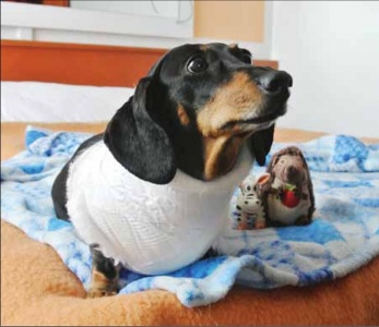 Клинический случай пароксизмальной атриобентрикулярной блокады 3-й степени у собаки / Clinical case of a paroxysmal 3rd degree atrioventricular block in a dog