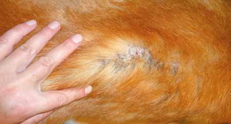 Рецидив кожных поражений – зуд, алопеции и корочки в области спины