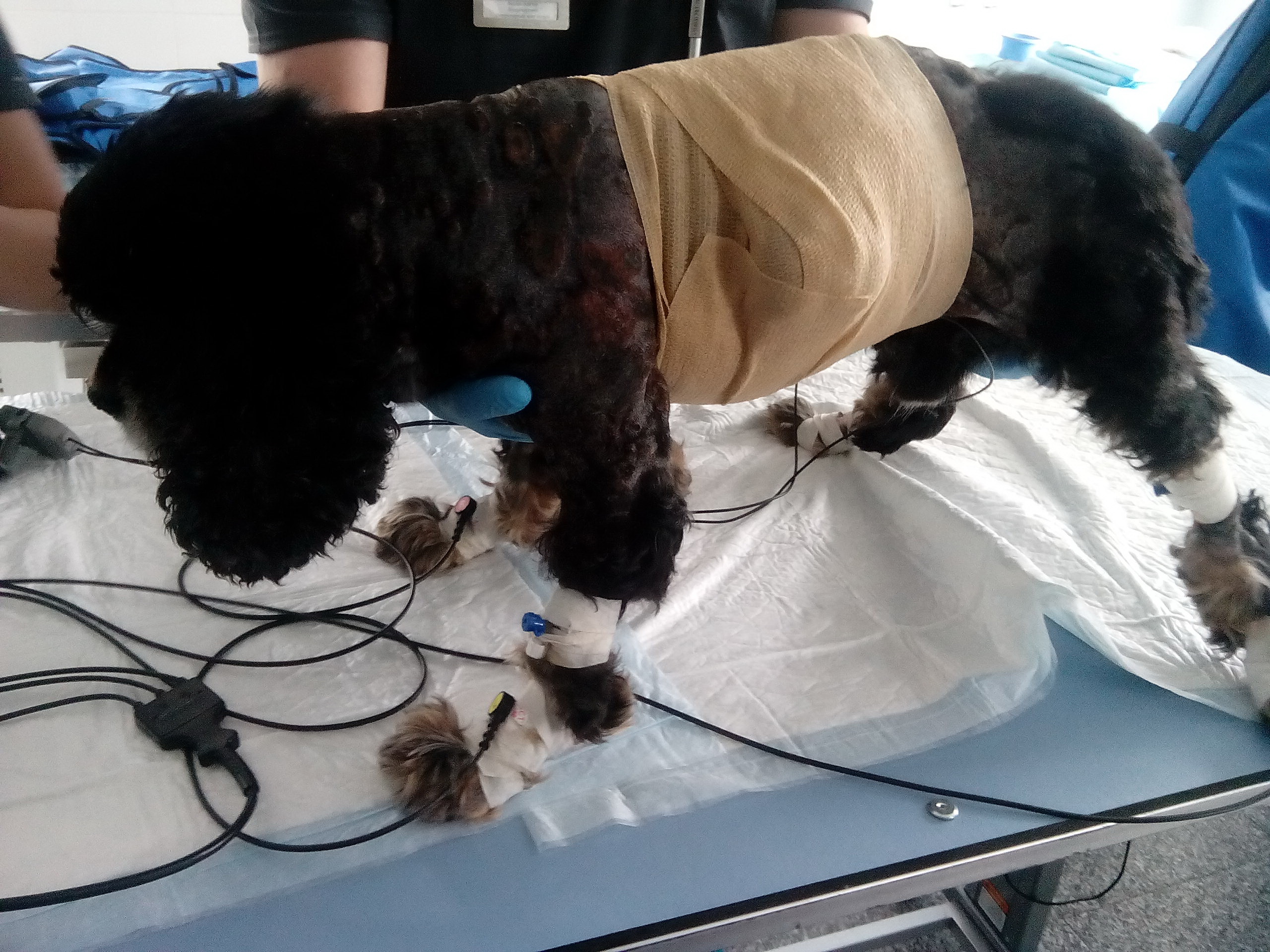 Рис. 1. Собака подготовлена к индукции анестезии, все электроды закреплены, внутривенный катетер установлен.