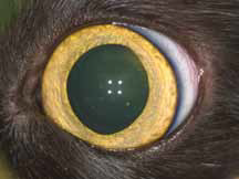 Кот с токсоплазмозом с двусторонним хроническим хориоретинитом. Передний отрезок без выраженных изменений