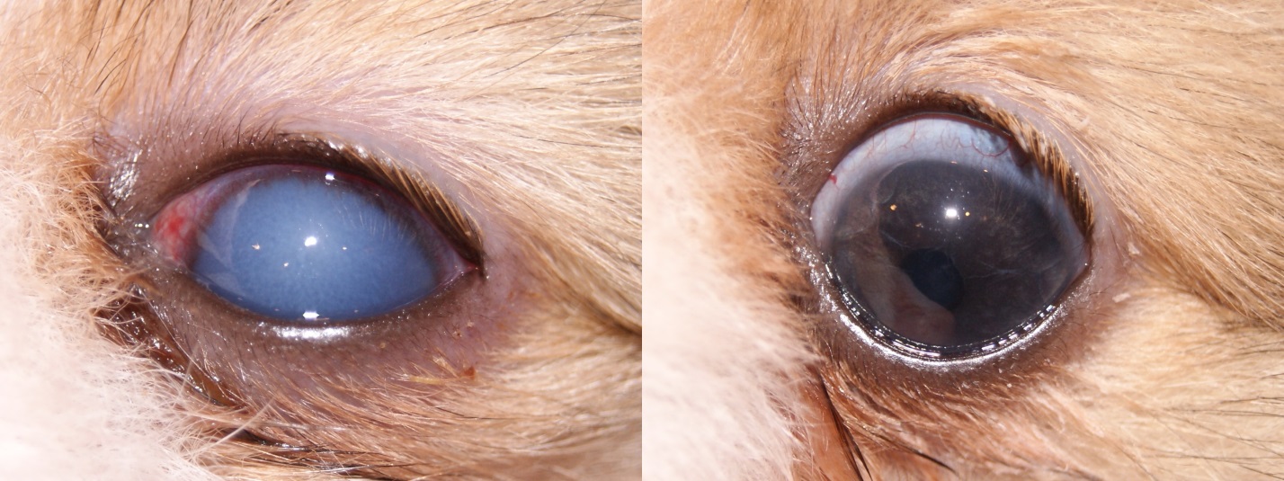 Рисунок 18. ПЗУГ у собаки породы померанский шпиц. Состояние глаза до лечения, ВГД – 37 мм рт.ст.  (слева) и после лечения, ВГД – 12 мм рт.ст.  (справа).