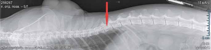 Рентгенограммы кошки, перенесшей резекцию части грудной клетки и четырех ребер по поводу мягкотканной саркомы. Стрелками отмечено положение кончика эпидурального катетера