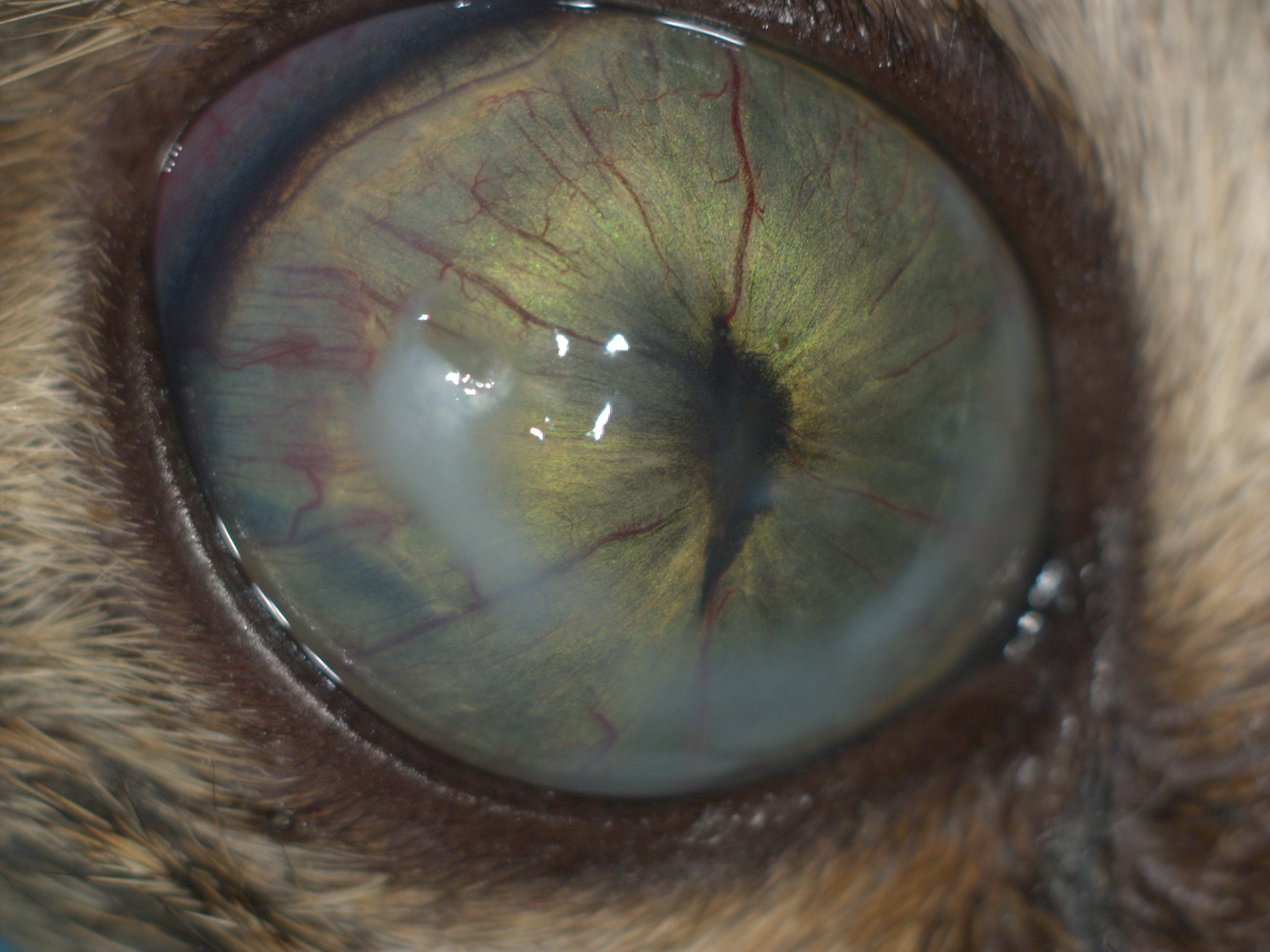 Рис.16 а-е Кошка с FeLV:Левый глаз:терминальная глаукома с буфтальмом,бомбаж радужки и дегенерация роговицы по типу Arcus lipoides(отложение липидов).Правый глаз:признаки хронического переднего увеита с выраженными задними синехиями и хронический хориорет