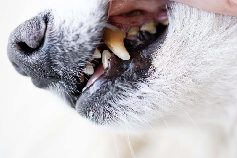 Ученые обнаружили бактерий полости рта человека в зубном налете домашних животных