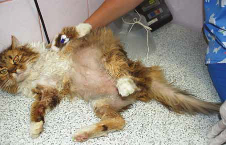 Незарастание шерсти после стрижки в области вентральной брюшной стенки, усиление венозного рисунка, увеличение объема живота, алопеция на вентральной части хвоста у кошки с гиперадренокортицизмом