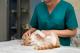 В России развивается новое направление в ветеринарии – cat-friendly