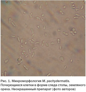 Грибы рода malassezia в заболеваниях животных: биология, экология, патогенез, предрасполагающие факторы