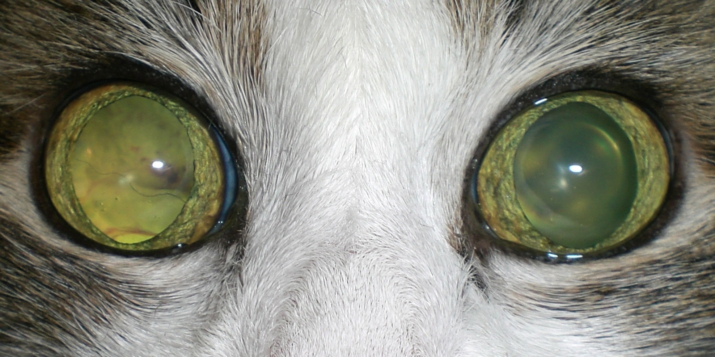 Рисунок 7. Внешний вид глаз кошки с ОС. На правом глазу четко видны сосуды отслоенной нейроретины.