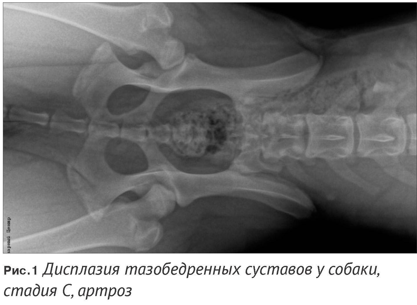 Применение препарата Артрофит в лечении хронических патологий суставов у  собак