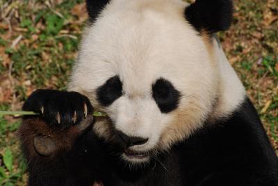 Умер старейший из живших в неволе самец большой панды