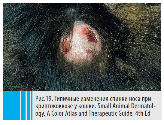 Типичные изменения спинки носа при криптококкозе у кошки. Small Animal Dermatology, A Color Atlas and Therapeutic Guide. 4th Ed