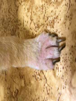 Межпальцевый фурункулез собак (межпальцевые кисты собак)- перевод из  SMALL ANIMAL  DERMATOLOGY A COLOR ATLAS AND THERAPEUTIC GUIDE  2017г |