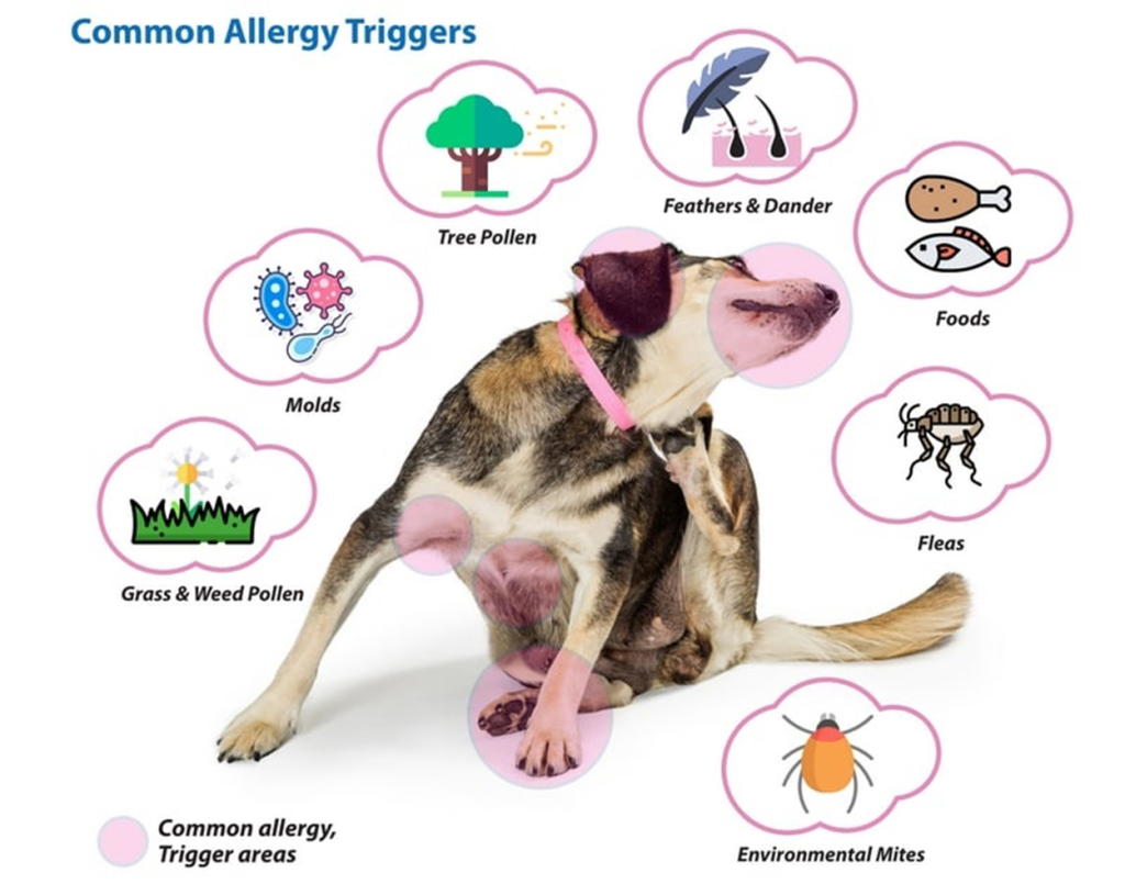 Аллергены для собак. Типа аллергенные собаки. Пищевая аллергия у собак. Как выглядит аллергия у собак.