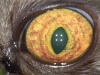      / Ophthalmic manifestations of feline infectious peritonitis