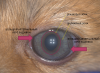   /Persistent Pupillary Membranes