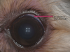      /Subconjunctival injections in veterinary ophthalmology