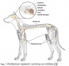        / Neurological examination in veterinary practice